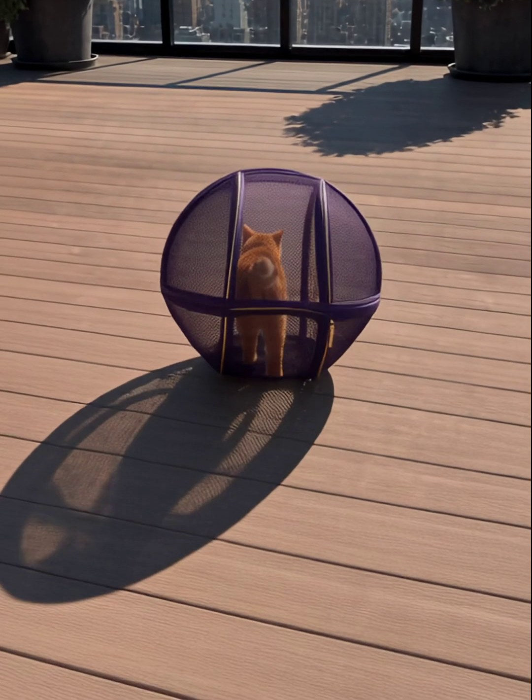 Cat exploring a rooftop deck safely inside a Pup Palace playpen ball